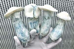 Albino Penis Envy Mushrooms Explained 0 - Fungi Psilocybin Mushroom Albino Penis Envy Mushrooms