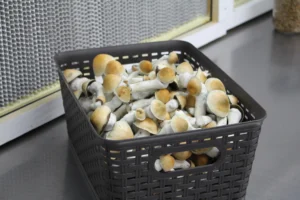 How to Grow Albino Penis Envy Mushrooms at Home 5 - Fungi Psilocybin Mushroom Albino Penis Envy