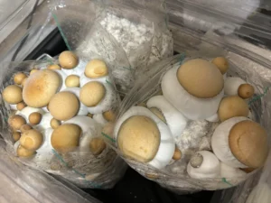 How to Grow Albino Penis Envy Mushrooms at Home 5 - Fungi Psilocybin Mushroom Albino Penis Envy