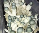 Albino Penis Envy Mushrooms
