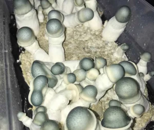 How to Grow Albino Penis Envy Mushrooms at Home 5 - Fungi Psilocybin Mushroom Albino Penis Envy Mushrooms