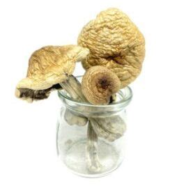 Where to Buy Psilocybin Mushrooms Online | Trusted Vendors, Fast Shipping & Quality Products - Fungi Psilocybin Mushroom Buy Psilocybin Mushrooms