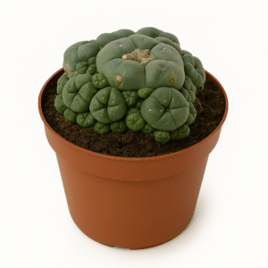 Where to Buy Peyote Seeds (Legally and Safely) 1 - Fungi Psilocybin Mushroom Buy Peyote Seeds Online Legally