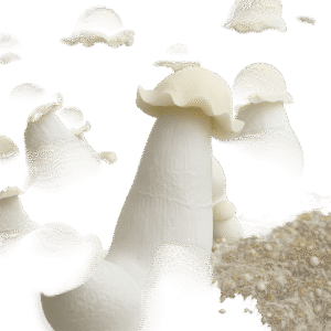 5-pack magic mushroom grow kits with humidity bags and grow boxe - Fungi Psilocybin Mushroom Mushroom Grow Kits