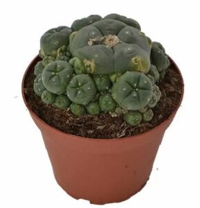 Buy Peyote in Canada: Everything You Need to Know in 2025 - Fungi Psilocybin Mushroom Buy Peyote