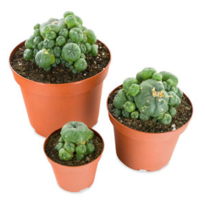 Where to Buy Peyote Seeds (Legally and Safely) 1 - Fungi Psilocybin Mushroom Where To Buy Peyote Seeds