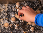 HOW TO GROW MUSHROOMS AT HOME