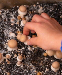 HOW TO GROW MUSHROOMS AT HOME
