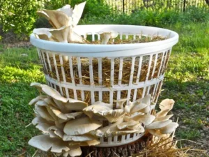 HOW TO GROW MUSHROOMS AT HOME: A BEGINNER’S GUIDE - Fungi Psilocybin Mushroom How To Grow Mushrooms At Home
