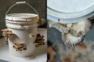 HOW TO GROW MUSHROOMS AT HOME: A BEGINNER’S GUIDE - Fungi Psilocybin Mushroom How To Grow Mushrooms At Home