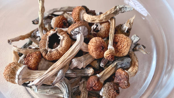 Are psilocybin depression trials safe and effective 2025?