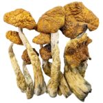 Golden Teacher Special Magic Mushrooms