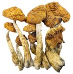 Golden Teacher Special Magic Mushrooms