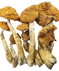 Golden Teacher Special Magic Mushrooms