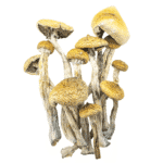 Golden Teachers