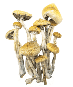 Golden Teachers