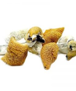 Golden Teachers