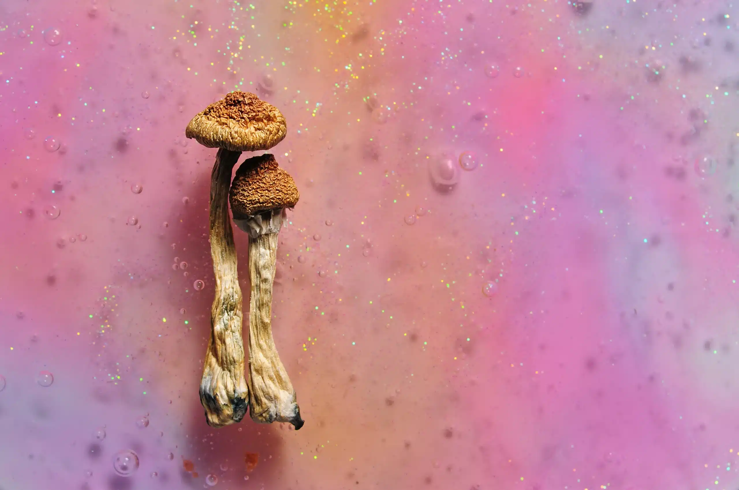 Buy Shrooms and Magic Mushrooms for Sale