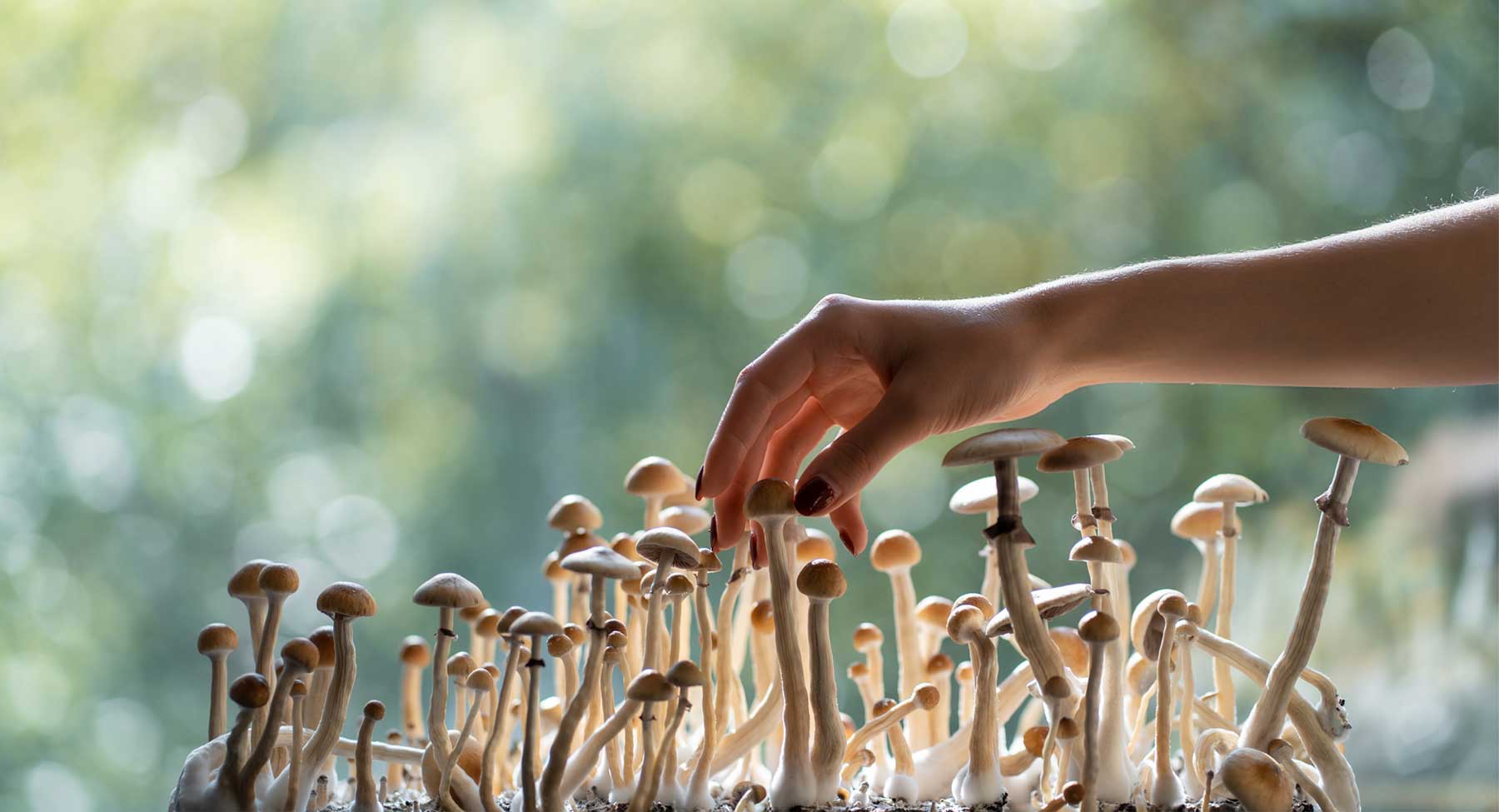 Where to Buy Magic Mushroom Spores in Canada, USA & Europe