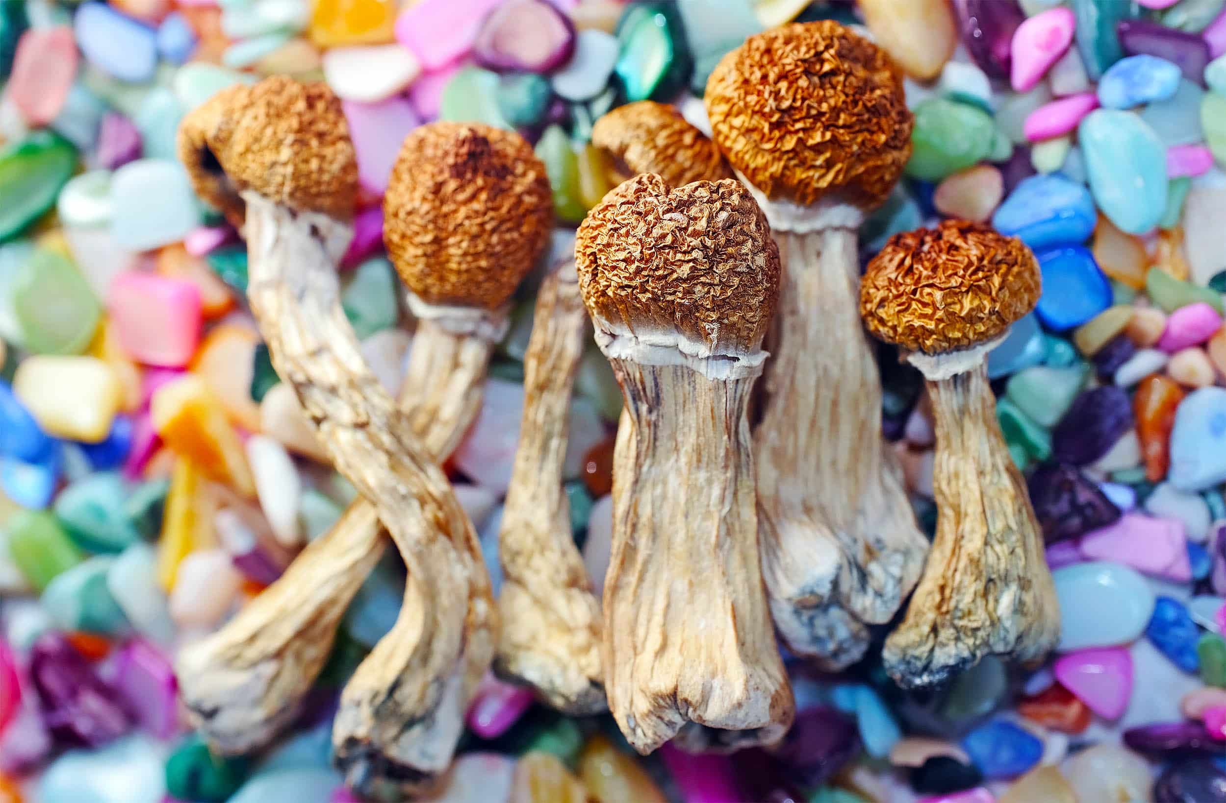 Where to Buy Blue Meanie Magic Mushrooms USA Safely in 2025: Complete Guide