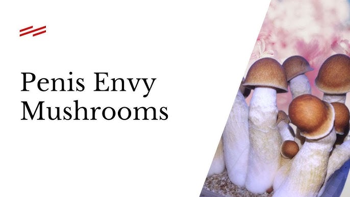 Penis Envy mushrooms strain