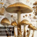 Magic Mushroom Grow Kit Faq: All Questions &Amp; Solutions