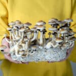 Fungipsilocybinmushroom.com