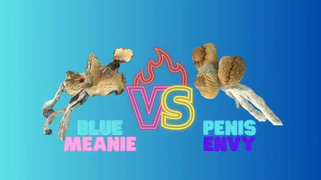 Blue Meanie vs Penis Envy Magic Mushrooms – Best Strain for Depression & Anxiety Relief (Buy Online at Psychedelic Today)