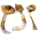 Golden Teacher Special Magic Mushrooms - Image 2