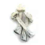 Avery Albino Magic Mushrooms
