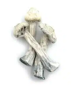 Avery Albino Magic Mushrooms