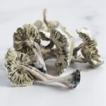 Avery Albino Magic Mushrooms