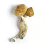 Golden Teacher Special Magic Mushrooms