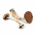 Golden Teacher Special Magic Mushrooms