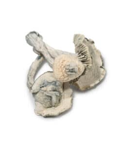 jedi mind fuck mushrooms