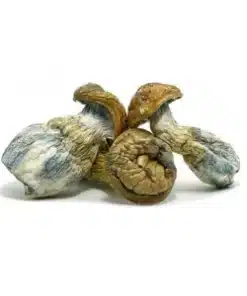 jedi mind fuck mushrooms