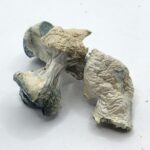 jedi mind fuck mushrooms