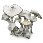 jedi mind fuck mushrooms