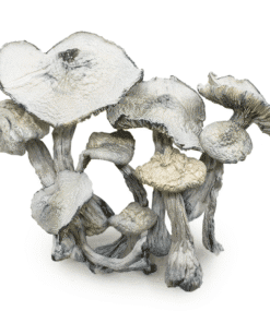 jedi mind fuck mushrooms
