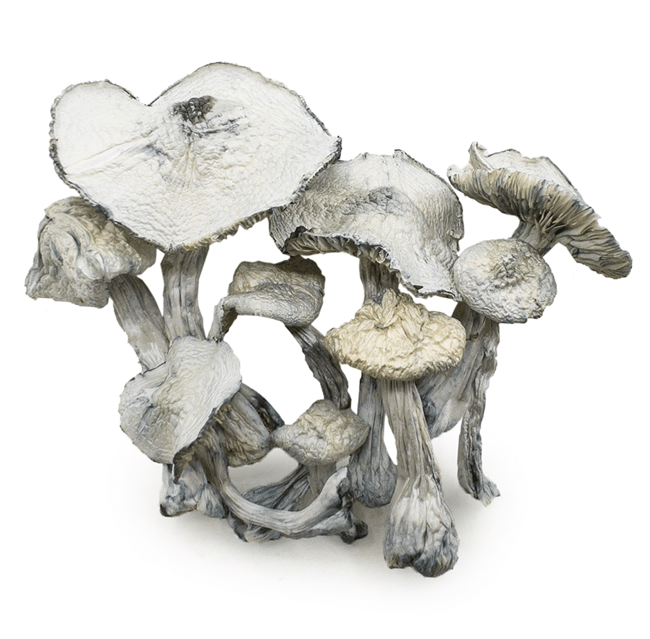 jedi mind fuck mushrooms4 Jedi Mind Fuck Mushrooms