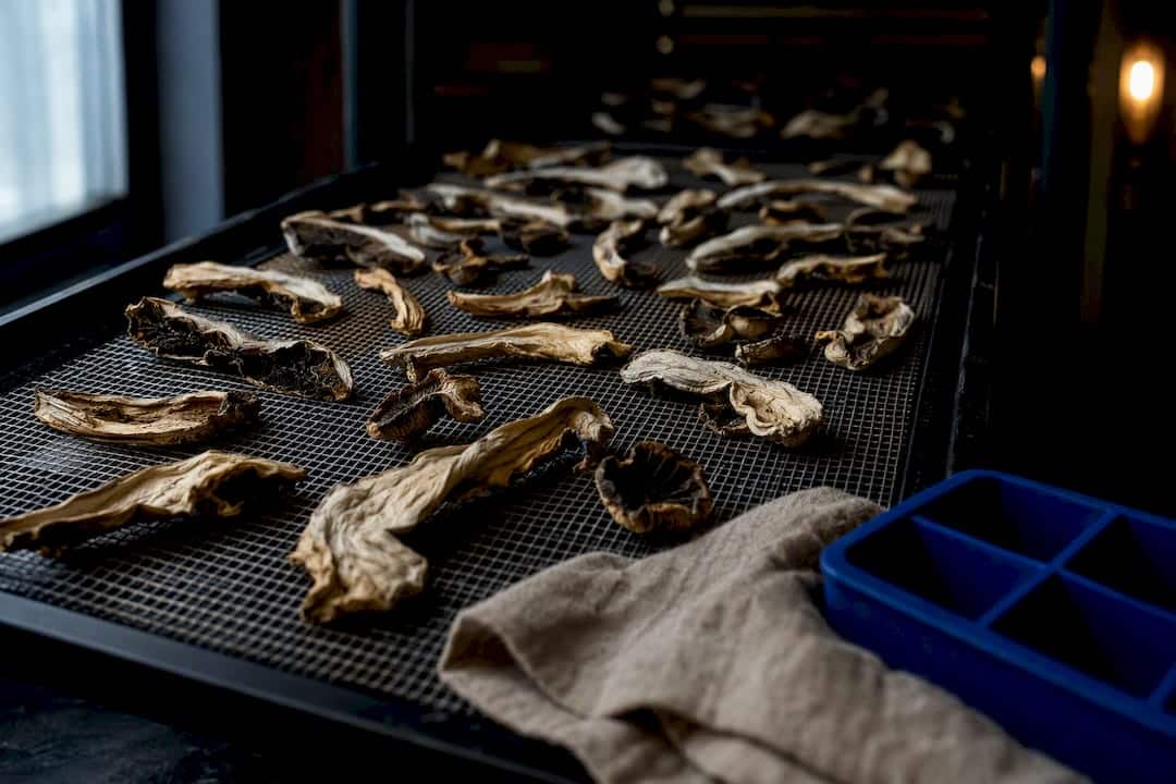 Mushroom pieces drying on a mesh rack