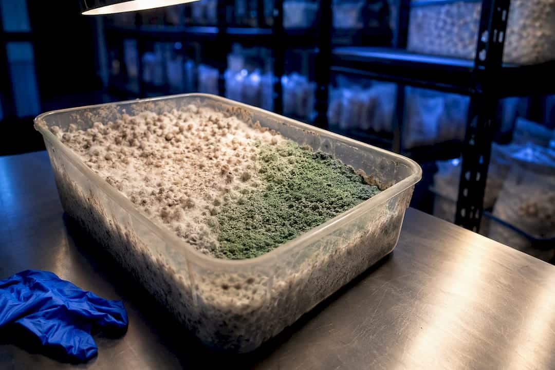 Green Trichoderma Patch On Mushroom Substrate