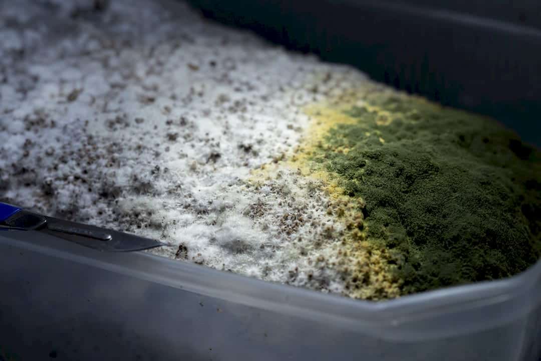 White Yellow And Green Trichoderma Growth