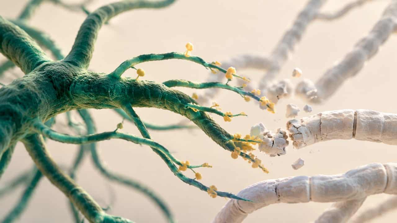 Illustration Of Trichoderma Attacking Mushroom Hyphae