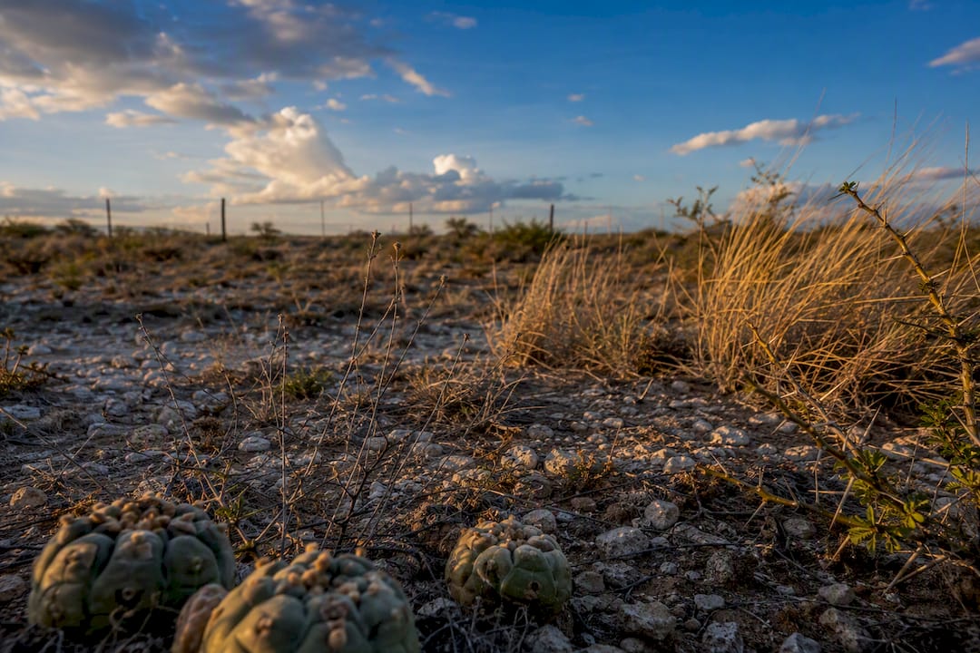 Peyote Legality In The Us: Native Exemption, Texas Sales, Conservation