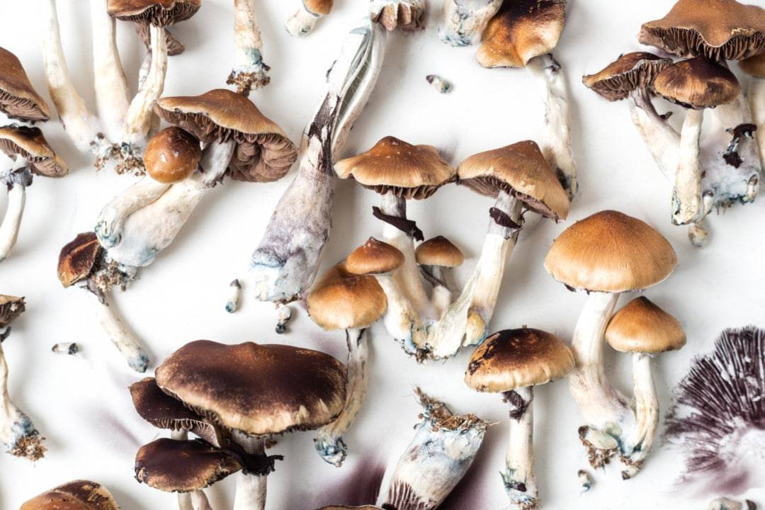Fungi Psilocybin Mushroom